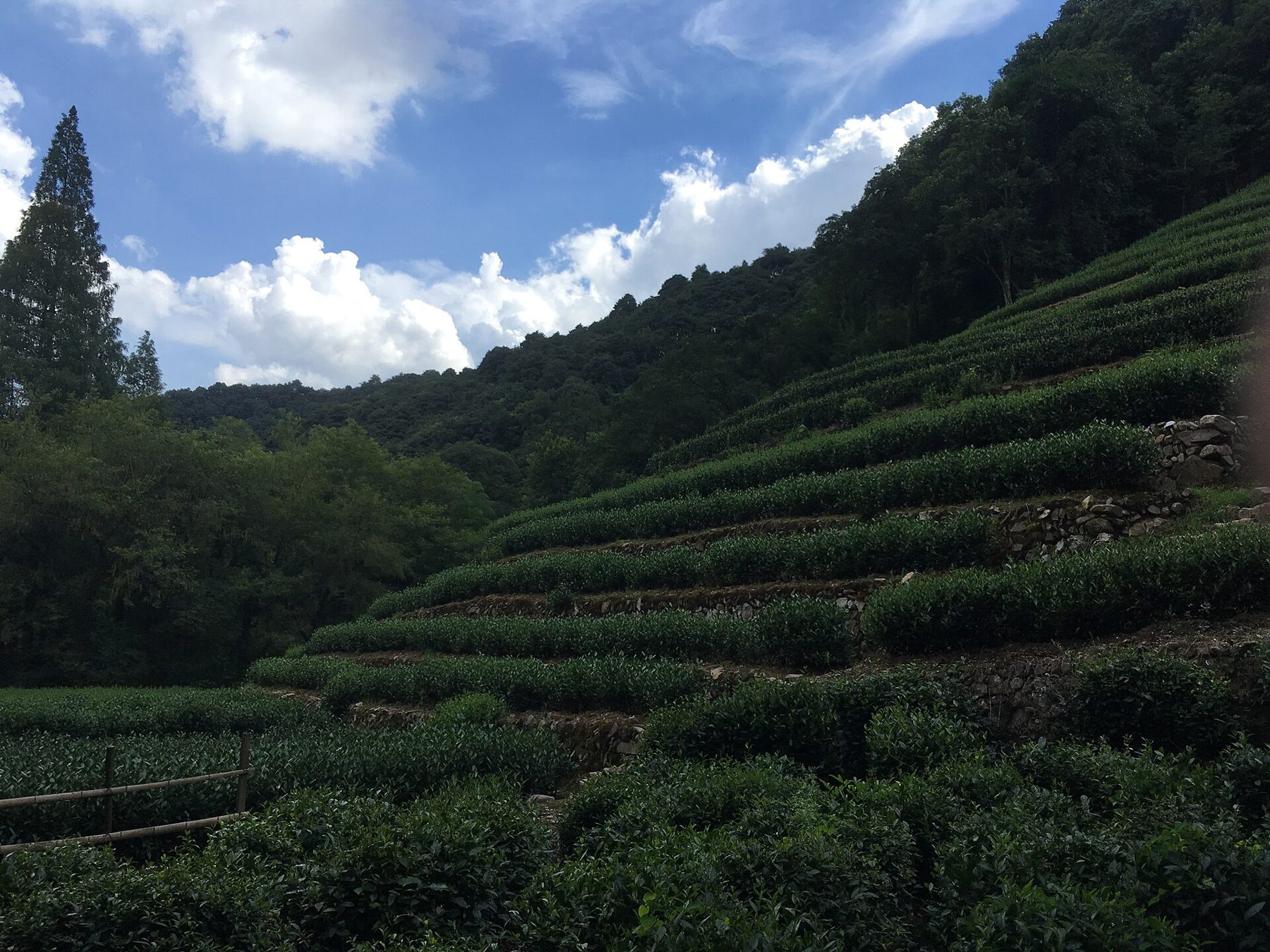 hangzhou longjing tea